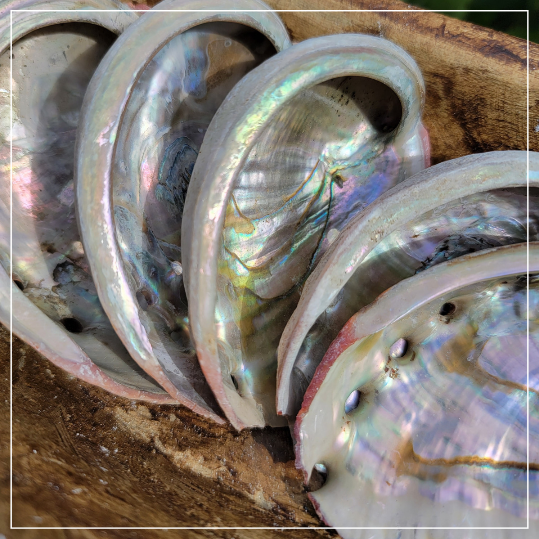 Abalone Shells