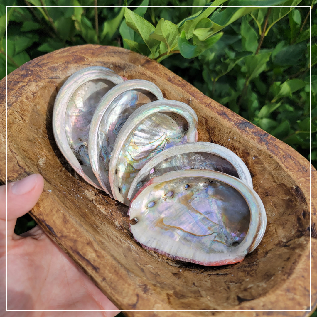 Abalone Shells