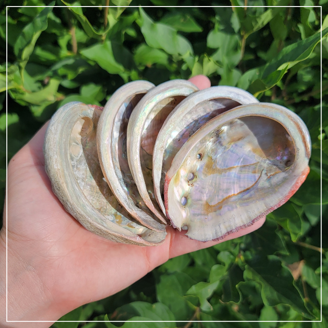 Abalone Shells