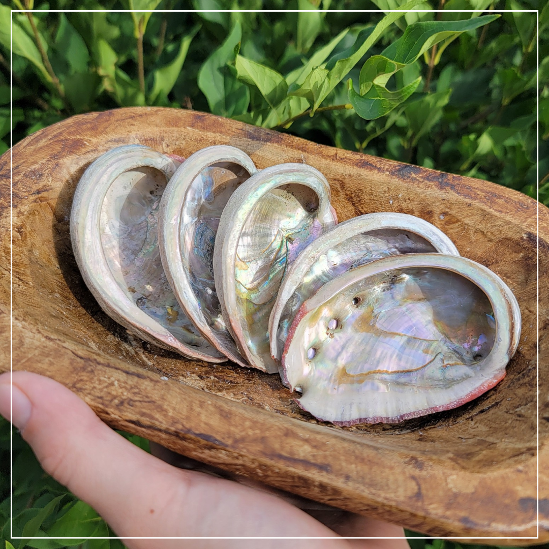 Abalone Shells